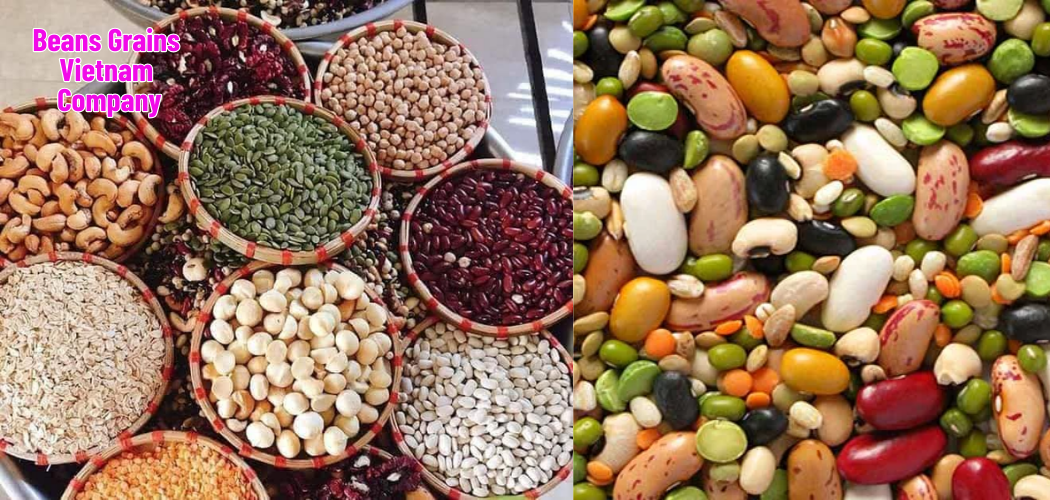 Beans Grains Vietnam Company 2